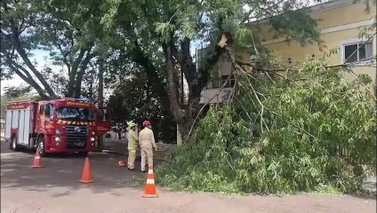 Bombeiros de Cascavel são chamados para cortar galhos de árvore que ameaçavam segurança de moradores no bairro Neva