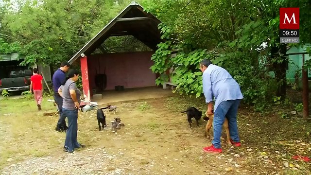 Familia de Nuevo León pide apoyo para mantener refugio canino y promover adopciones