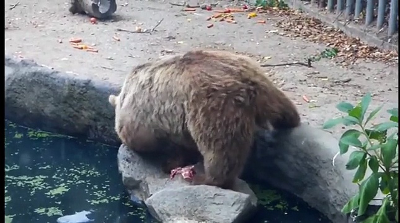 A bear saving a crow from drowning