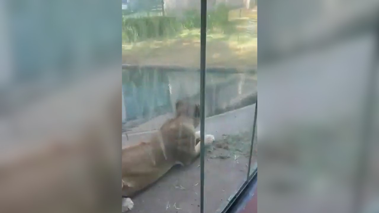 Homem morre atacado por leoa após invadir jaula em zoológico na PB