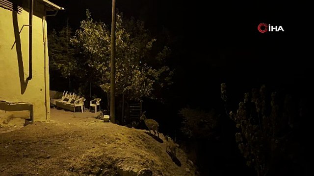 Dağ keçileri evlerin arasında böyle gezindi