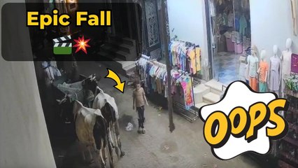 Mischievous boy tries to bother a cow but gets kicked into the air