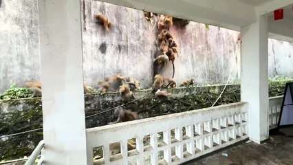 Mais d'où viennent tous ces singes...