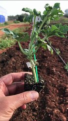 How to plant grafted watermelon seedlings?