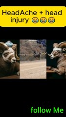 chimp podcast..follow Me