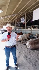 Ganadería en el sur de México, opciones para mejorar alimentos en todo el país