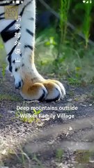 Heaven Sent A Tiger Wife Full