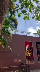 Homem invade espaço de leoa em zoológico e acaba morto