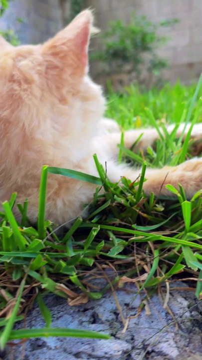 My Outside cat