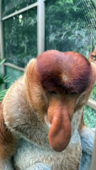 #funny video #shortvideo #viralvideo #funnyadda#