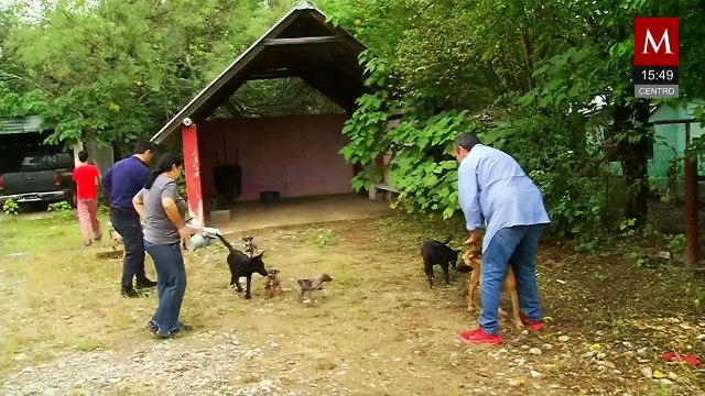 Familia convierte su hogar en refugio para perros abandonados en Cadereyta