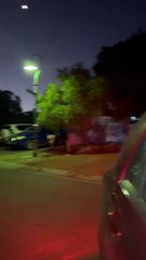 Australian kangaroos 🦘