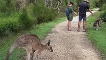 Australian kangaroo