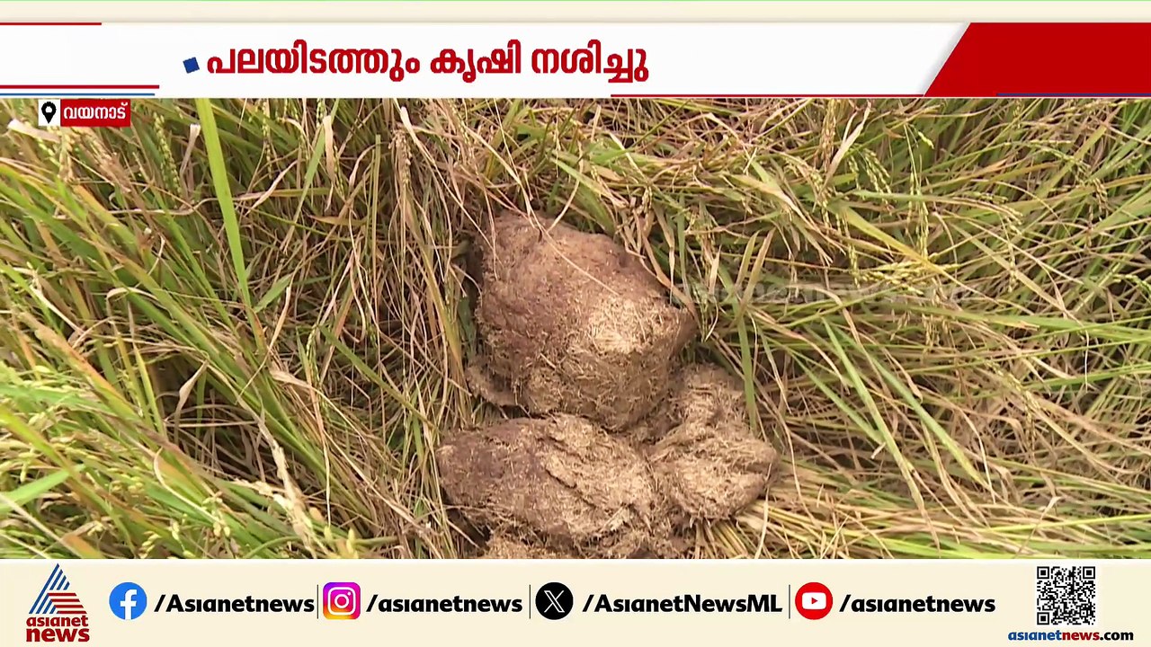 കാട്ടാനപ്പേടിയിൽ വയനാട്ടിലെ ക‍ര്‍ഷക‍ര്‍; സ‍ര്‍ക്കാര്‍ അവഗണിക്കുന്നുവെന്നും പരാതി