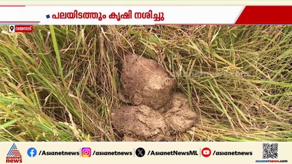 കാട്ടാനപ്പേടിയിൽ വയനാട്ടിലെ ക‍ര്‍ഷക‍ര്‍; സ‍ര്‍ക്കാര്‍ അവഗണിക്കുന്നുവെന്നും പരാതി