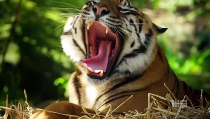 Secrets of the Zoo: Down Under - Season 6 Episode 4 - Gorilla Warfar