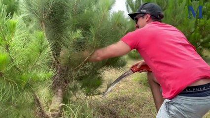 Santa's Farm Christmas Trees | Illawarra Mercury | December 1, 2025