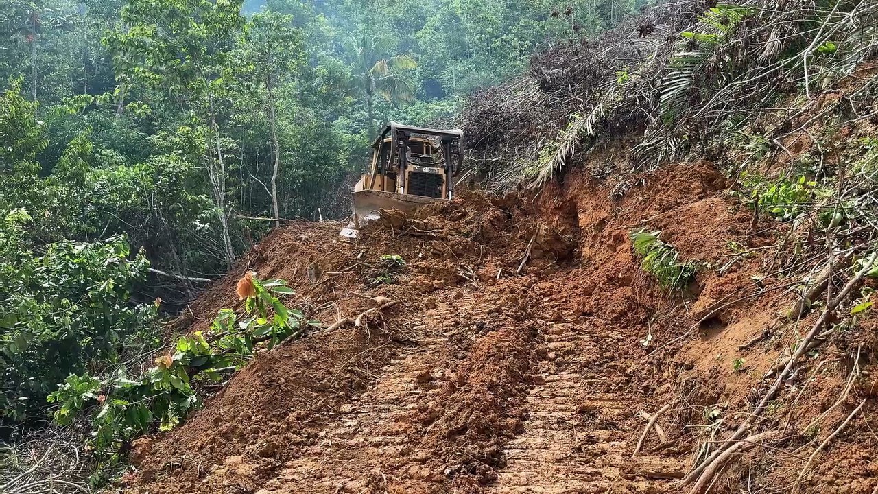 D6R XL Bulldozer Neatly Clearing the Road in the Plantation