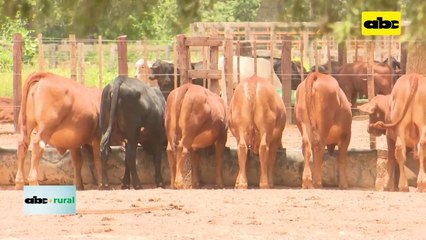 Video: Ganadería en el Chaco y la incursión de la agricultura