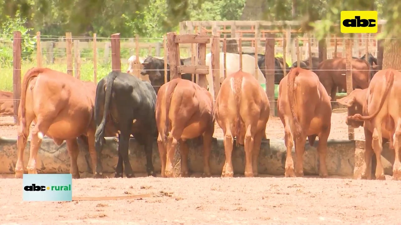 Video: Ganadería en el Chaco y la incursión de la agricultura