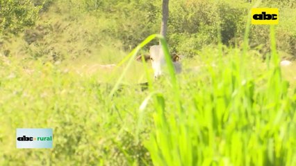 Video: oportunidades para Paraguay en la exportación de carne
