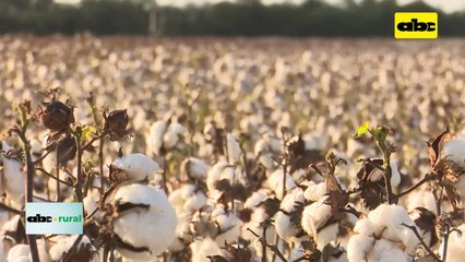 Video: herramientas para proteger de plagas y enfermedades al algodón en el Chaco