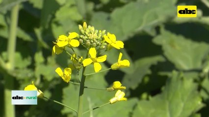 Video: preocupa aparición de nabo en cultivos de canola