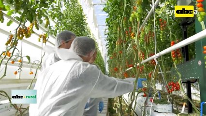 Video: robot que cosecha tomates