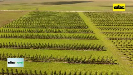Video: manejo de suelos forestales como nueva tecnología para productores