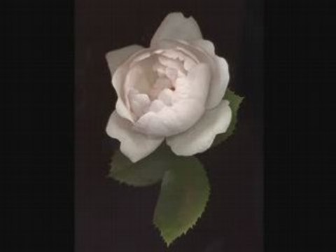 Renuka Devi Ashok Kumar-[HIS MASTERS VOICE] 78rpm