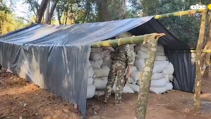 Hallan 3 campamentos narcos con más de 28 toneladas de marihuana en Amambay