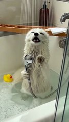 What should @fox sing next? You decide