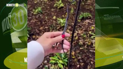 En Medellín ya roban hasta el espíritu navideño: hurtaron cables de los Alumbrados EPM