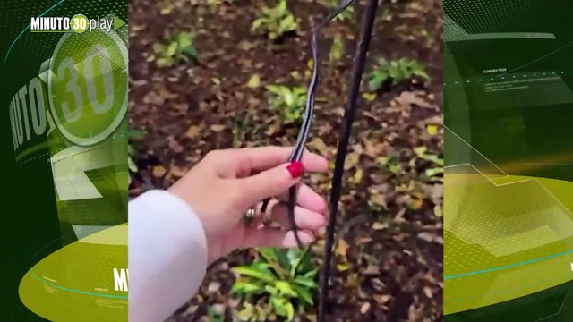 En Medellín ya roban hasta el espíritu navideño: hurtaron cables de los Alumbrados EPM