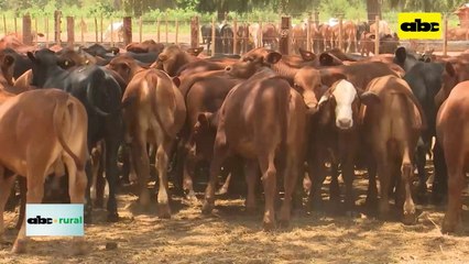 Video: CEA unirá en congreso la Agricultura, Ganadería y Forestal
