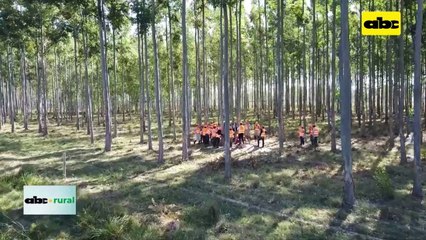 Video: aluminio, un problema en suelos forestales que se puede solucionar