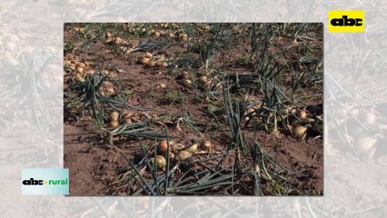 Video: productores de cebolla de Ybytymi piden lucha al contrabando