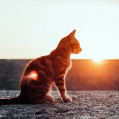【Chamber Music】 Cat and Sunrise