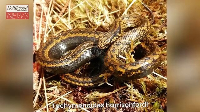 Harrison Ford Has a New Peruvian Snake Species Named After Him | THR News
