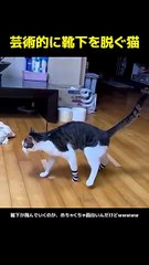 Un chat qui retire artistiquement ses chaussettes