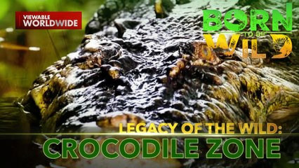 Pagtaas ng bilang ng mga nakakagat ng buwaya sa Tawi-tawi | Born to be Wild