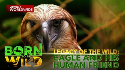 Ang kuwento ng Philippine eagle na nasa 1,000 peso bill | Born To Be Wild