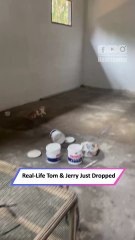 Real-Life Cat vs Mouse Chase Caught on Camera—Too Funny to Miss!|| Heartsome 💖