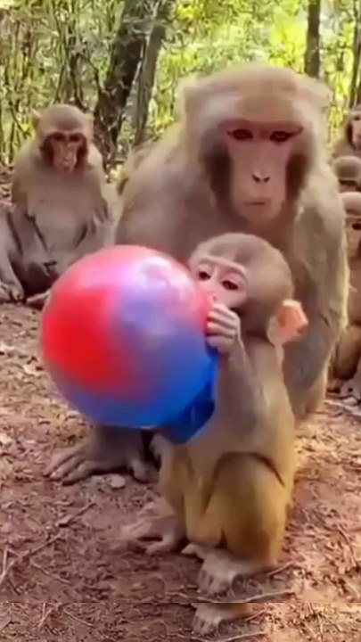Animal video fun