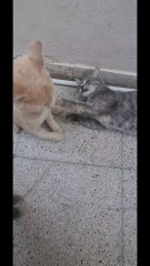 My cat and I have a good relationship, like the relationship between a father and his daughter.