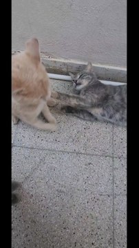 My cat and I have a good relationship, like the relationship between a father and his daughter.