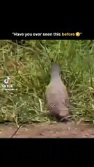 🤯🤯🤯 Speechless 😮😮😮 #viralshorts #tiktoktrend  #fypシ  #NeoJadeAl