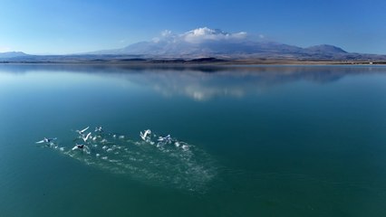 Süphan Dağı ile birleşen manzara! Kuğuların zarafetiyle süslendi