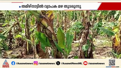 ശക്തി കുറഞ്ഞ് ഡിറ്റ് വാ ചുഴലിക്കാറ്റ്; തമിഴ്‌നാട്ടിൽ വ്യാപക മഴ തുടരുന്നു