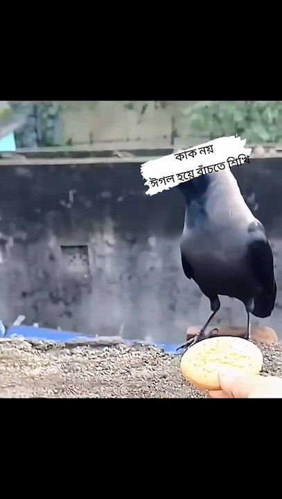 কাকের মত অন্যের উপর নির্ভরশীল না থেকে  ঈগলের মতো নিজের প্রতি আত্মবিশ্বাস রাখো